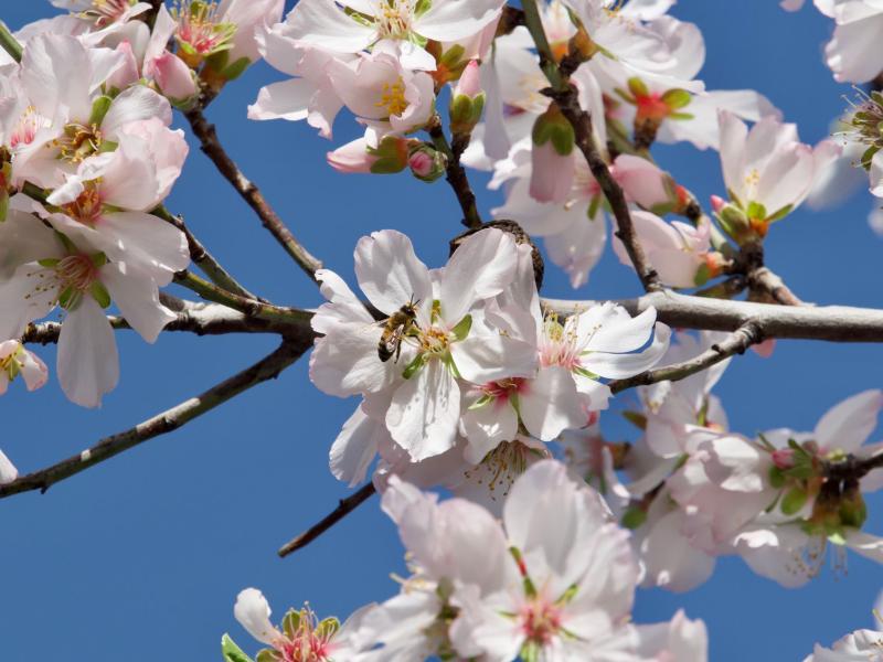 Mallorca im Frühling: Events, Wetter & Reisetipps